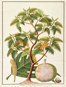 Sookong (Fruit à pain) et Artocarpus Incisa (Lin), de Dessins de Plantes de Malacca, c.1805-18 - Chinese School